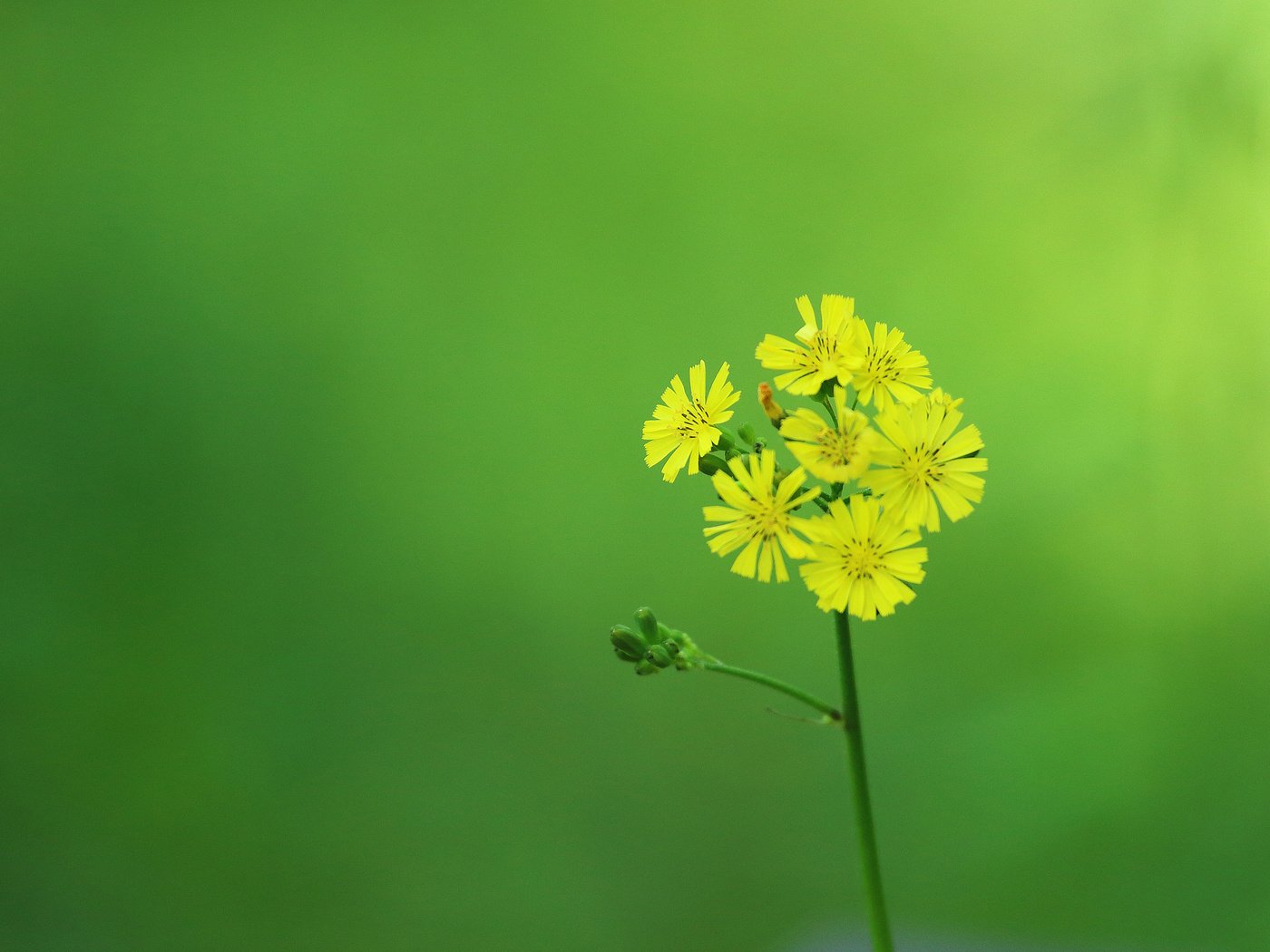 Обои цветок, лепестки, стебель, желтые, соцветие, flower, petals, stem, yellow, inflorescence разрешение 2048x1320 Загрузить