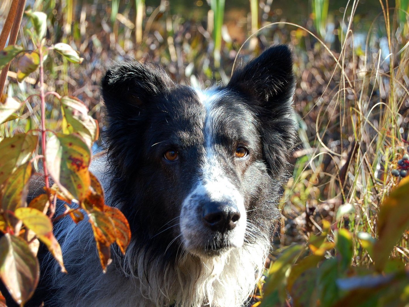 Обои листья, мордочка, взгляд, собака, бордер-колли, leaves, muzzle, look, dog, the border collie разрешение 3008x2000 Загрузить