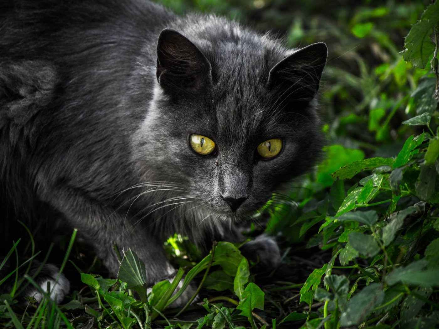 Обои глаза, трава, кот, мордочка, усы, кошка, взгляд, eyes, grass, cat, muzzle, mustache, look разрешение 2048x1365 Загрузить