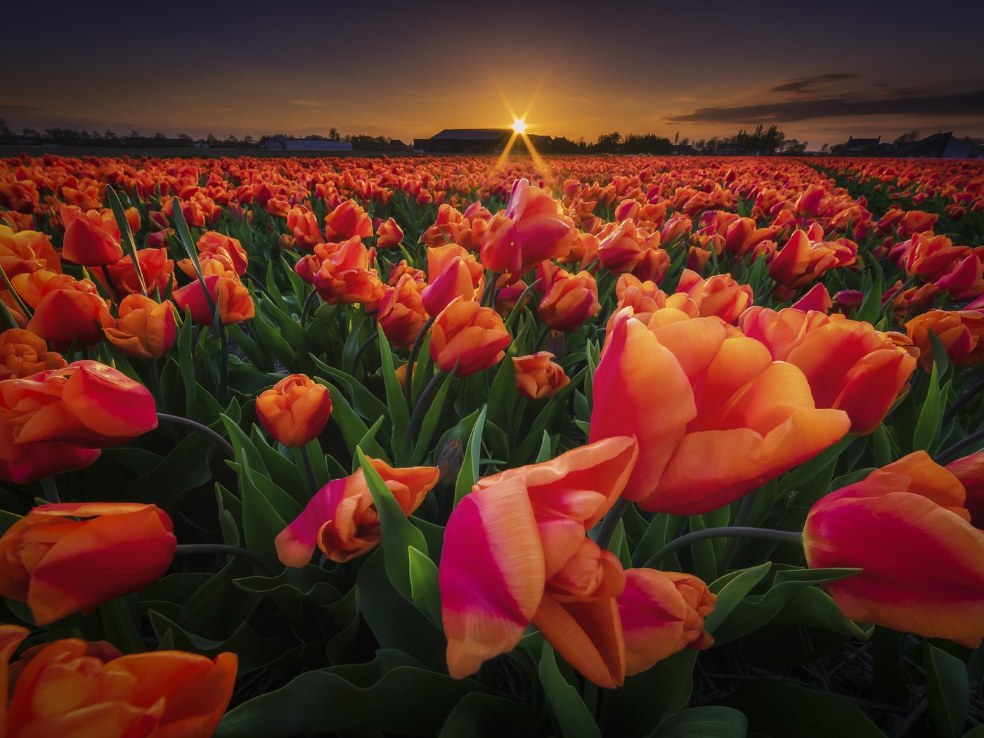 Обои цветы, закат, поле, весна, тюльпаны, flowers, sunset, field, spring, tulips разрешение 2048x1366 Загрузить