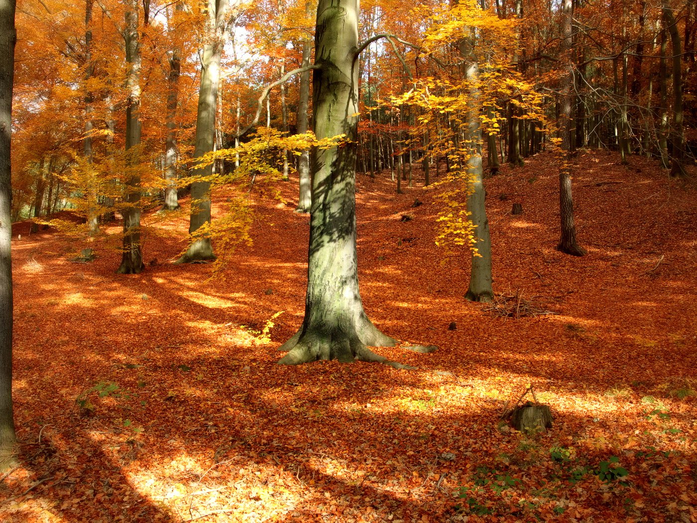 Обои деревья, природа, лес, листья, парк, стволы, осень, trees, nature, forest, leaves, park, trunks, autumn разрешение 2500x1563 Загрузить