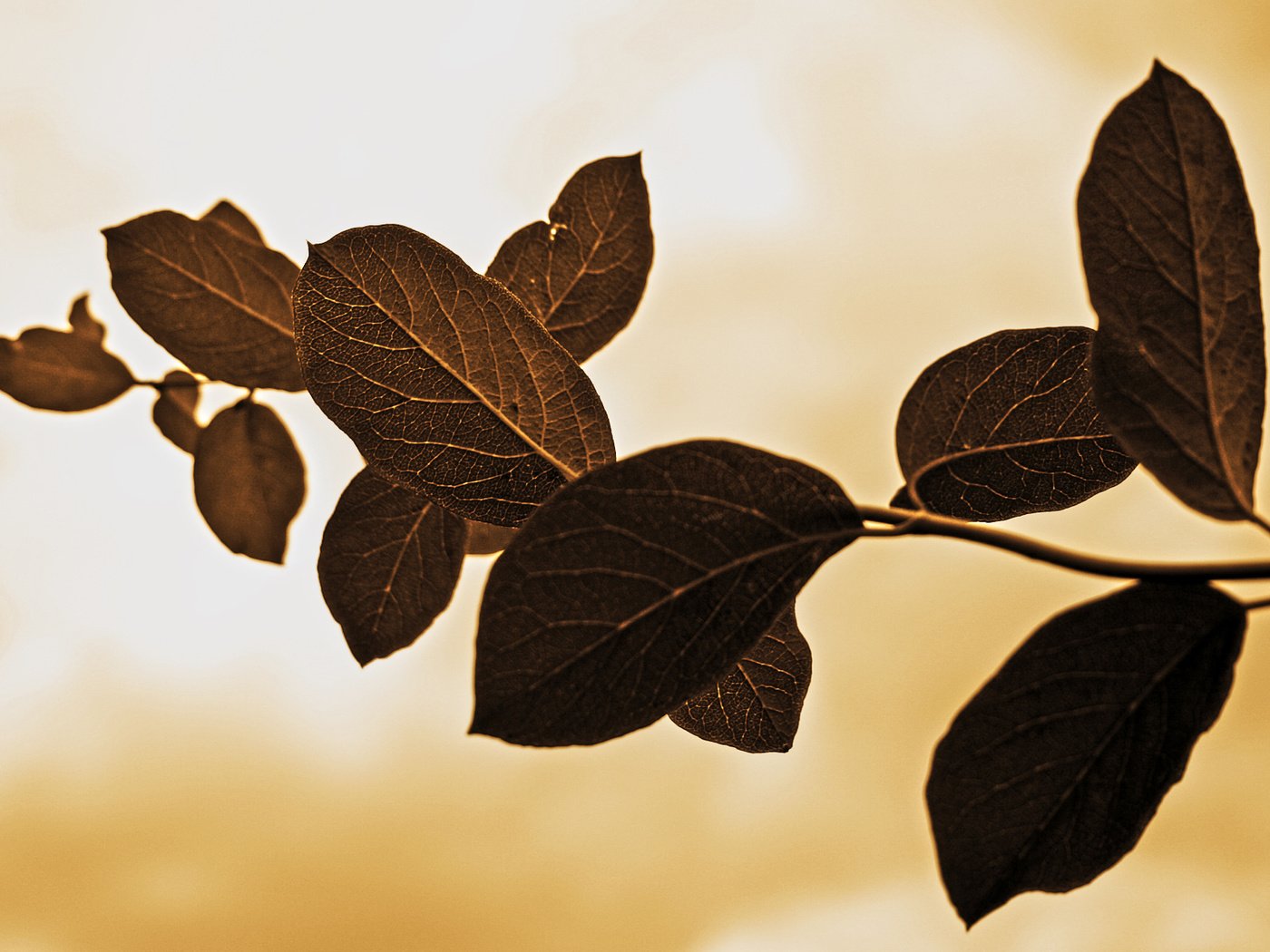 Обои ветка, природа, листья, макро, фон, прожилки, branch, nature, leaves, macro, background, veins разрешение 1920x1200 Загрузить