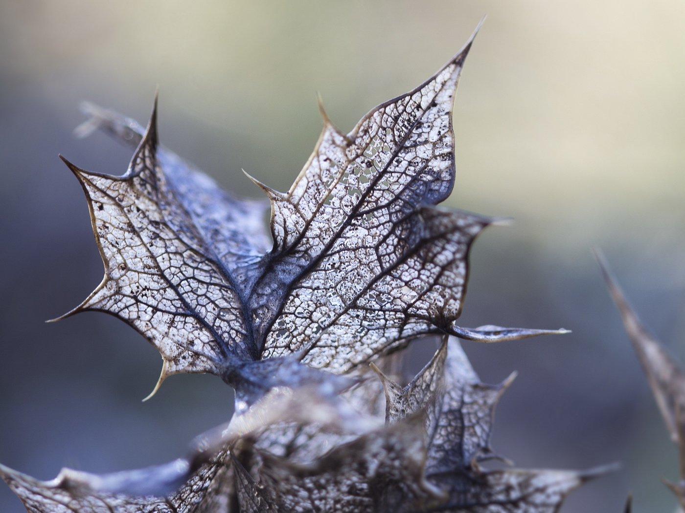 Обои свет, листья, макро, light, leaves, macro разрешение 2560x1600 Загрузить