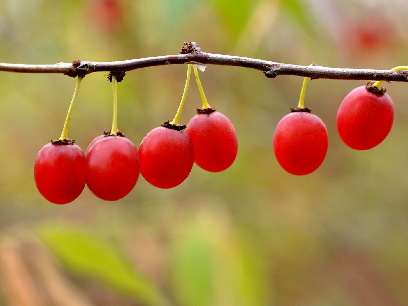 Обои ветка, природа, ягоды, плоды, боке, калина, branch, nature, berries, fruit, bokeh, kalina разрешение 2048x1360 Загрузить