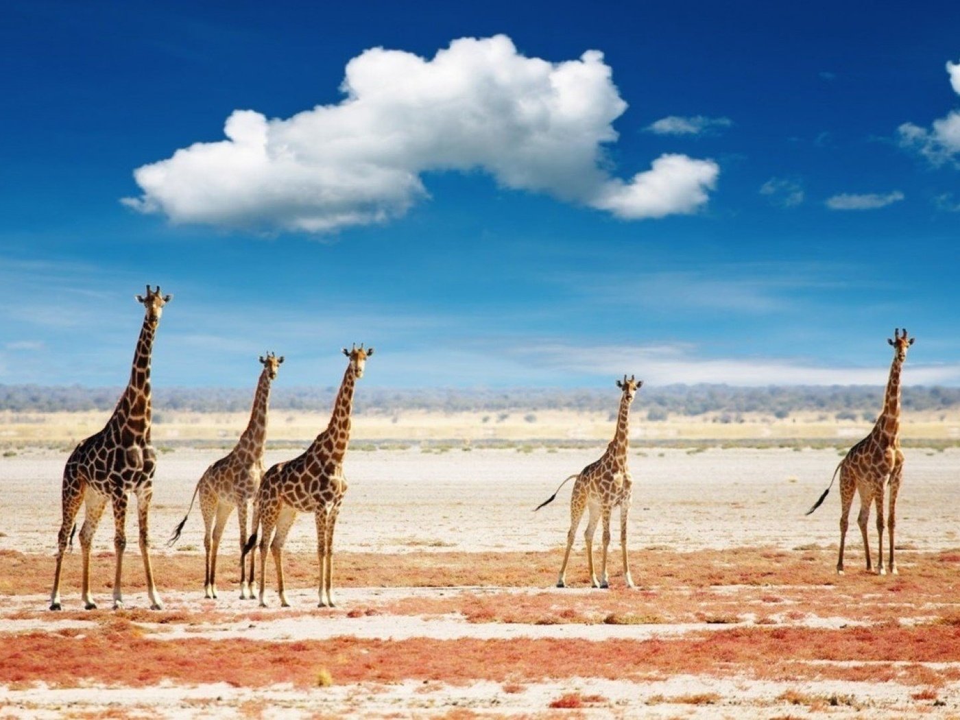 Обои небо, облака, животные, африка, жираф, жирафы, the sky, clouds, animals, africa, giraffe, giraffes разрешение 1921x1080 Загрузить