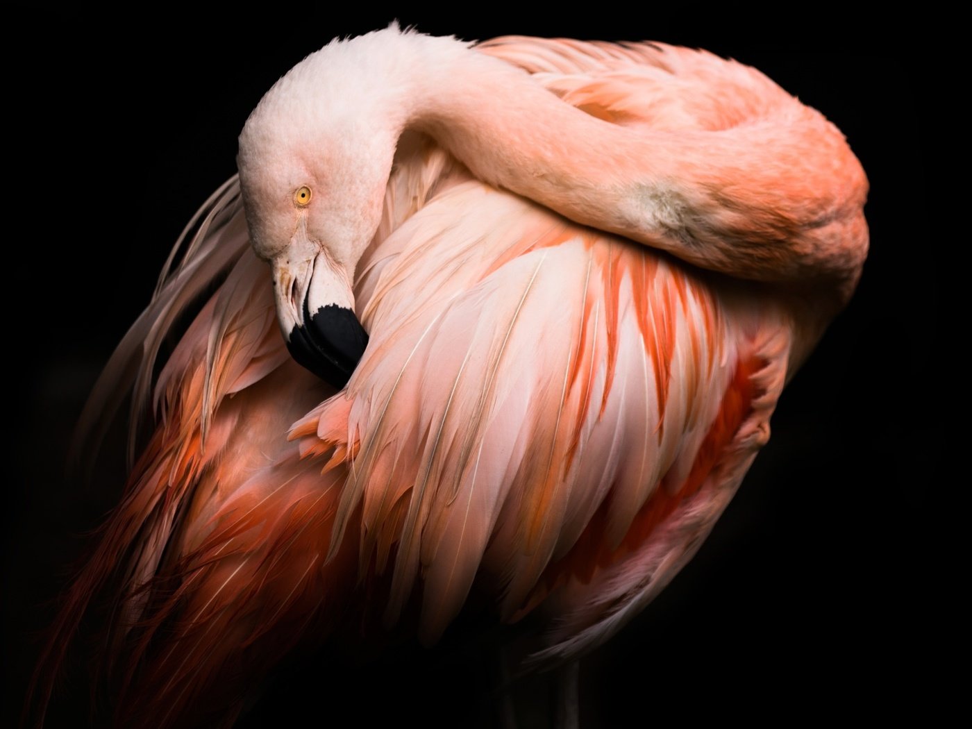 Обои фламинго, птица, клюв, черный фон, перья, flamingo, bird, beak, black background, feathers разрешение 2048x1365 Загрузить