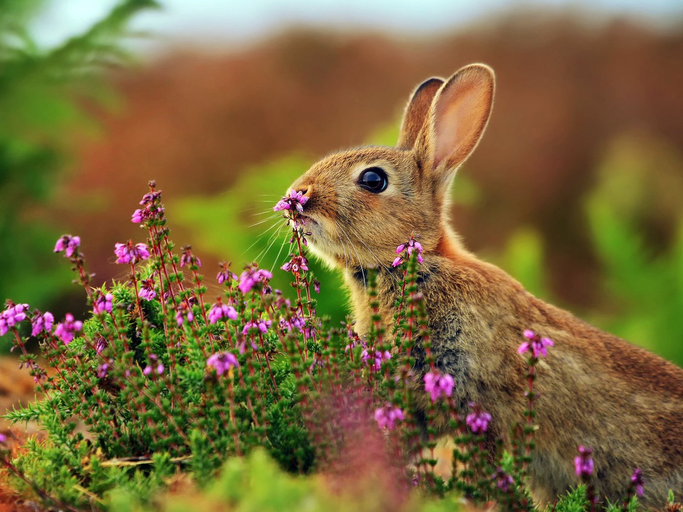 Обои цветы, трава, животные, кролик, заяц, flowers, grass, animals, rabbit, hare разрешение 1920x1200 Загрузить