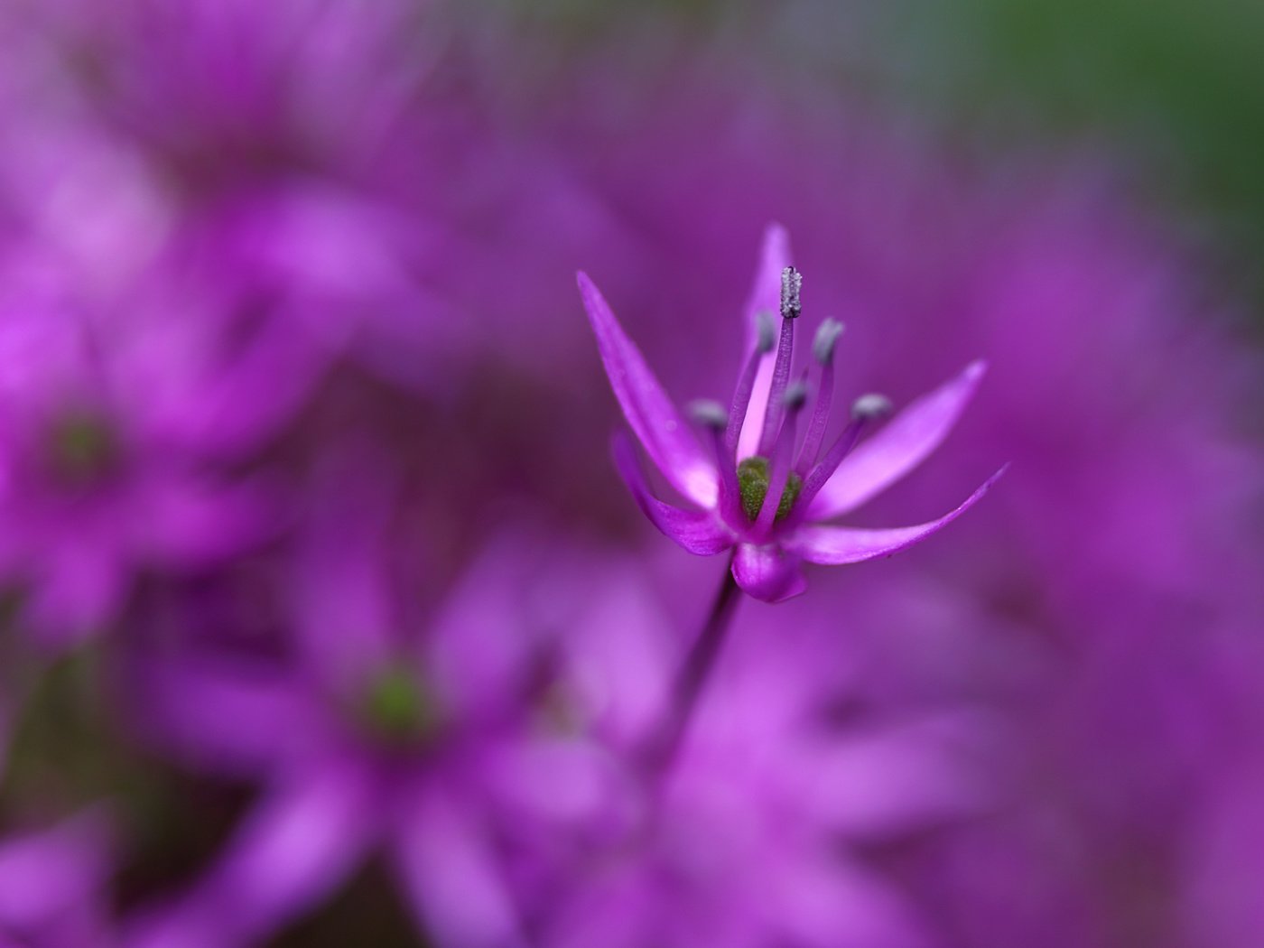 Обои цветы, макро, цветок, лепестки, сад, клумба, сиреневые, flowers, macro, flower, petals, garden, flowerbed, lilac разрешение 2000x1275 Загрузить