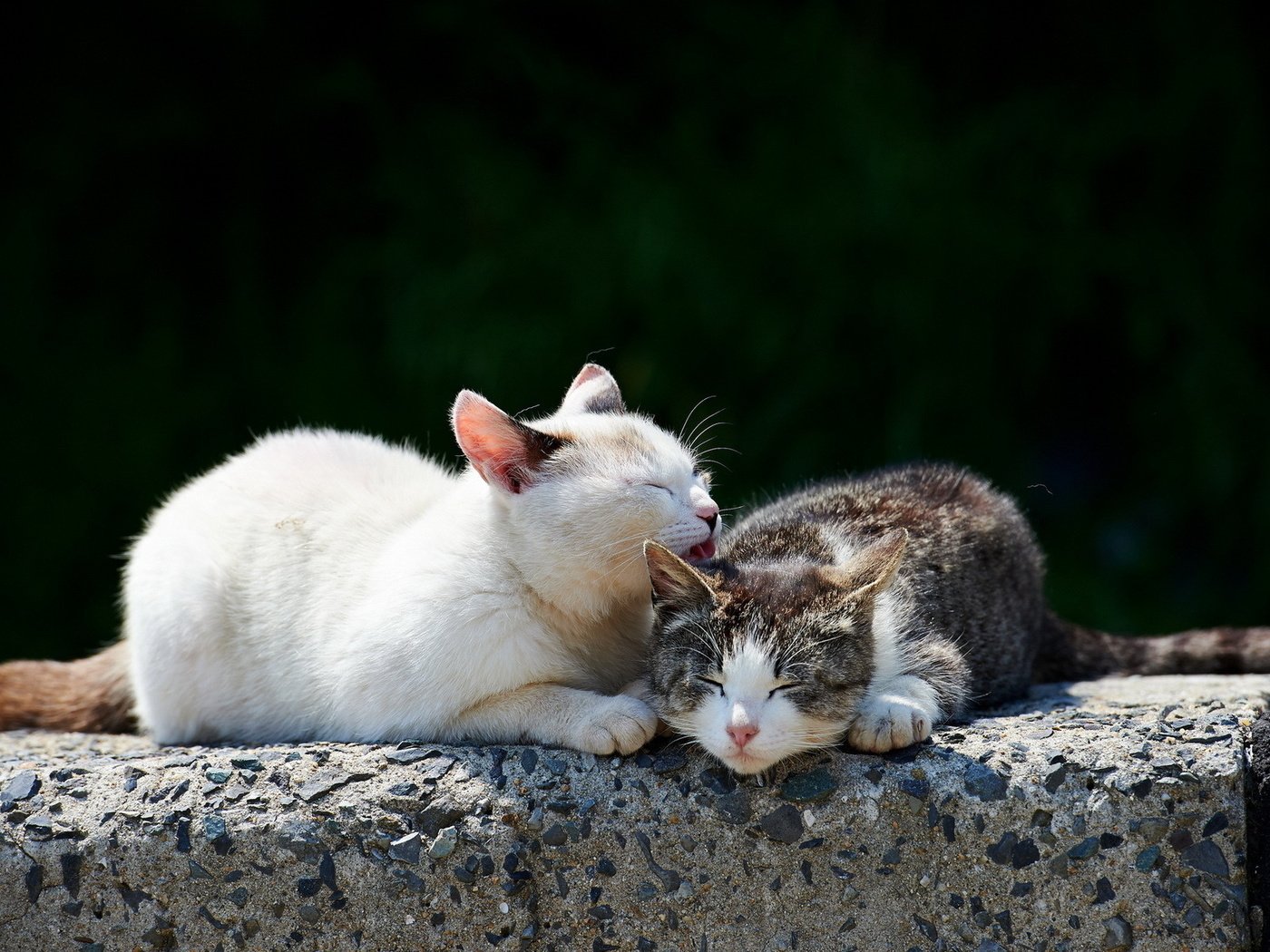 Обои свет, камень, кошки, умывания, light, stone, cats, cleanser разрешение 1920x1200 Загрузить