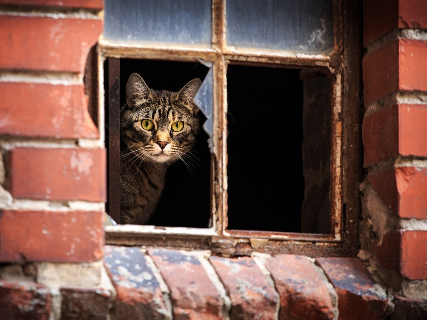 Обои кот, кошка, взгляд, дом, окно, полосатый, cat, look, house, window, striped разрешение 2048x1365 Загрузить