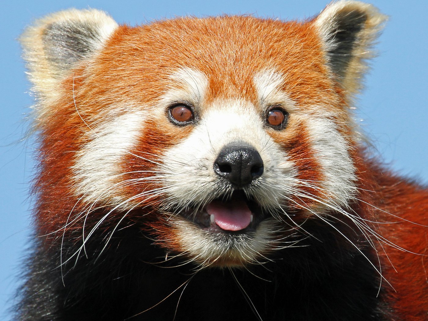 Обои морда, взгляд, фаерфокс, красная панда, малая панда, face, look, firefox, red panda разрешение 2612x2090 Загрузить