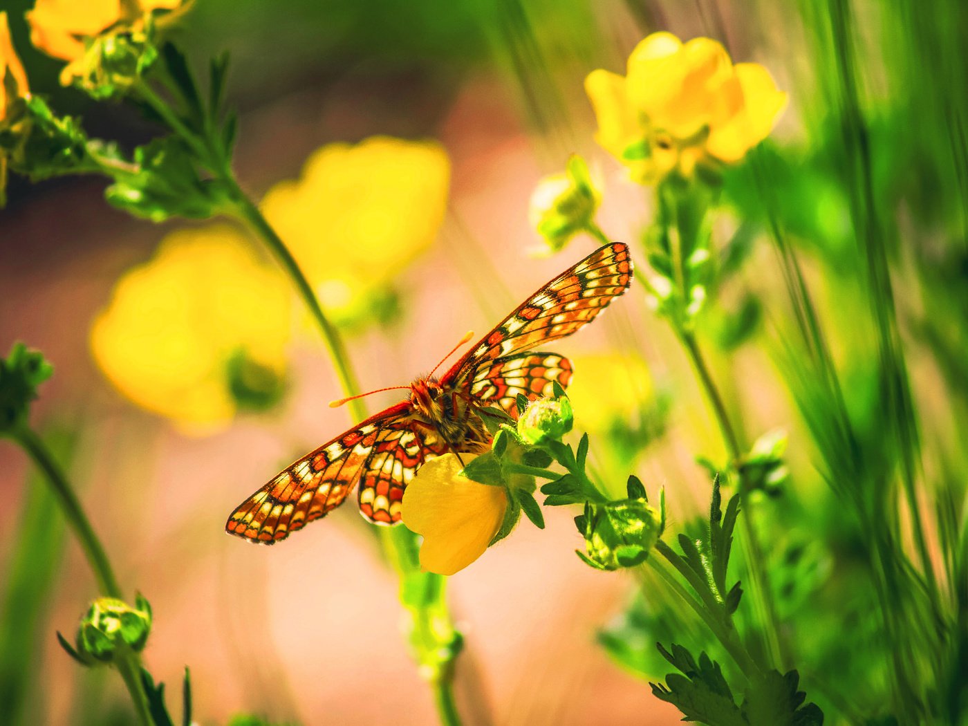 Обои цветы, макро, бабочка, насекомые, боке, flowers, macro, butterfly, insects, bokeh разрешение 2048x1365 Загрузить