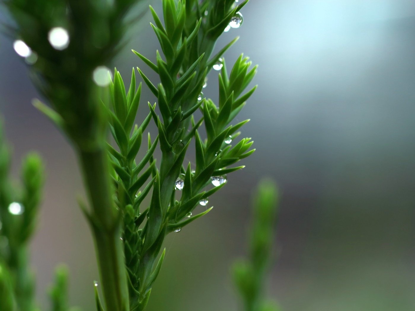 Обои природа, зелень, макро, капли, растение, nature, greens, macro, drops, plant разрешение 2048x1365 Загрузить