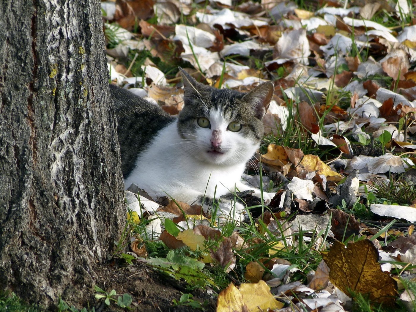 Обои природа, дерево, кот, кошка, осень, осенние листья, nature, tree, cat, autumn, autumn leaves разрешение 1920x1200 Загрузить