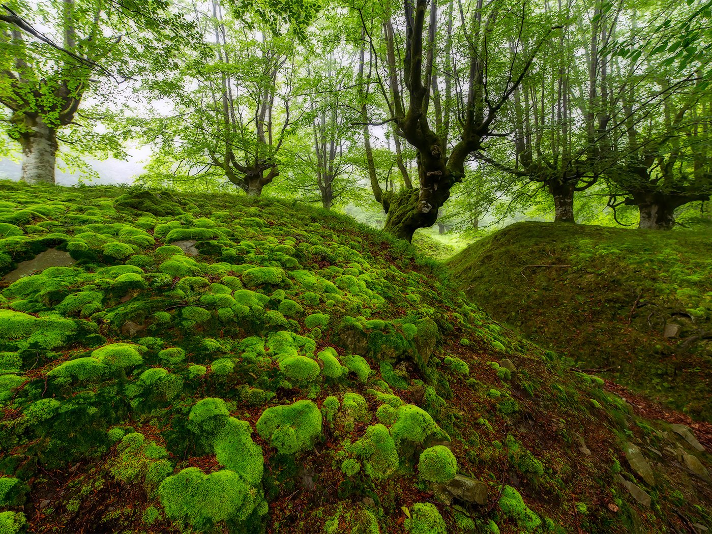 Обои деревья, лес, мох, испания, овраг, бук, бискайя, trees, forest, moss, spain, the ravine, beech, biscay разрешение 1920x1280 Загрузить