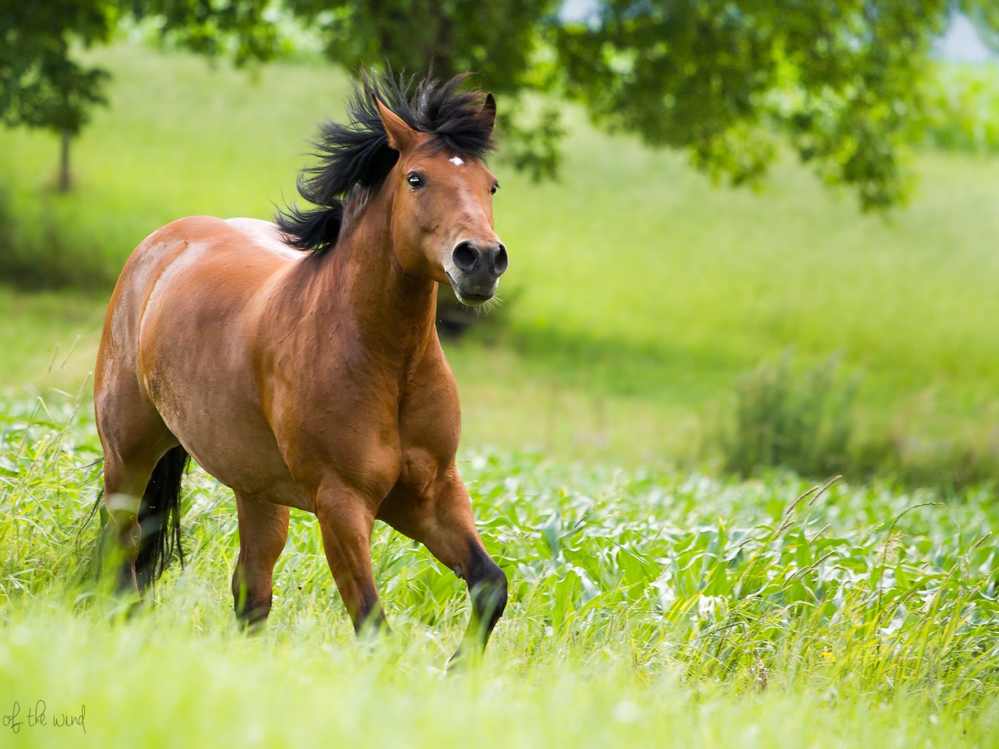 Обои лошадь, зелень, бег, horse, greens, running разрешение 2048x1365 Загрузить
