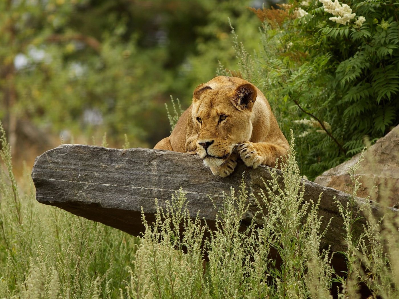 Обои трава, камень, львица, grass, stone, lioness разрешение 2560x1600 Загрузить