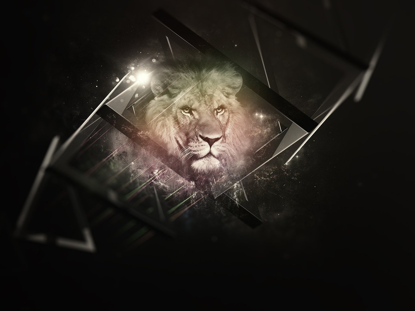 Обои фон, львёнок, блака, background, lion, black разрешение 2560x1440 Загрузить