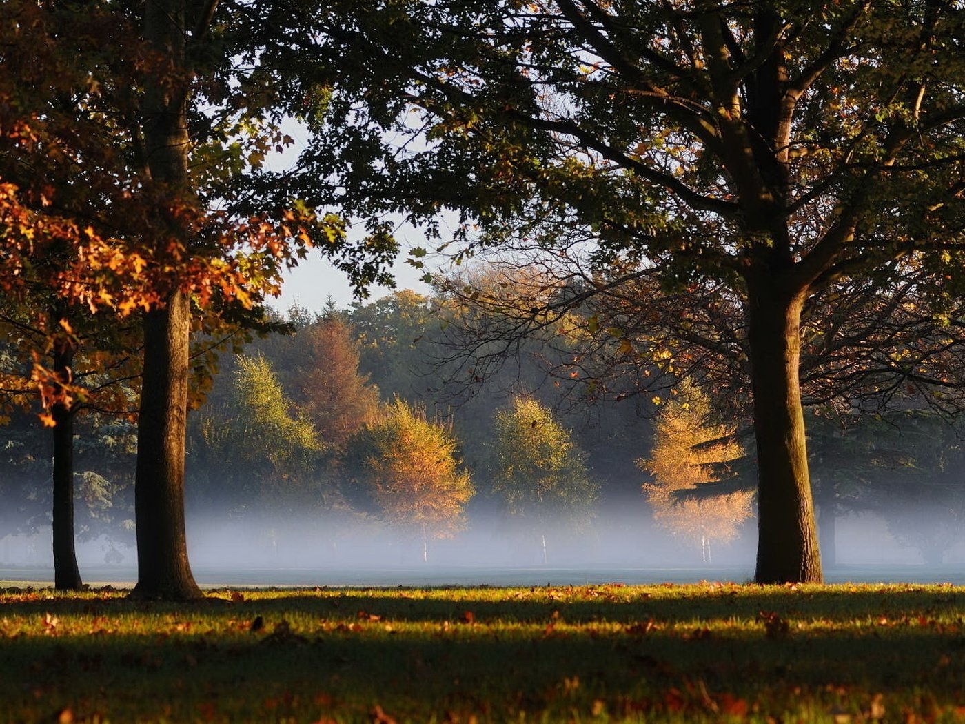 Обои трава, деревья, листья, туман, grass, trees, leaves, fog разрешение 1920x1080 Загрузить