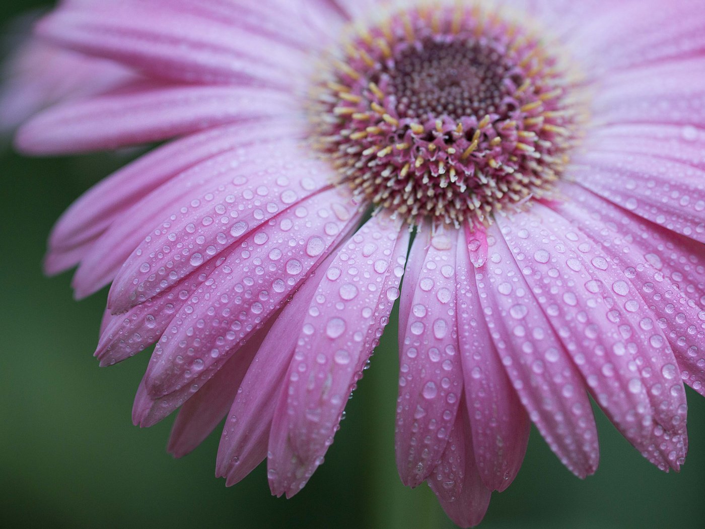 Обои природа, макро, цветок, роса, капли, гербера, nature, macro, flower, rosa, drops, gerbera разрешение 2048x1365 Загрузить