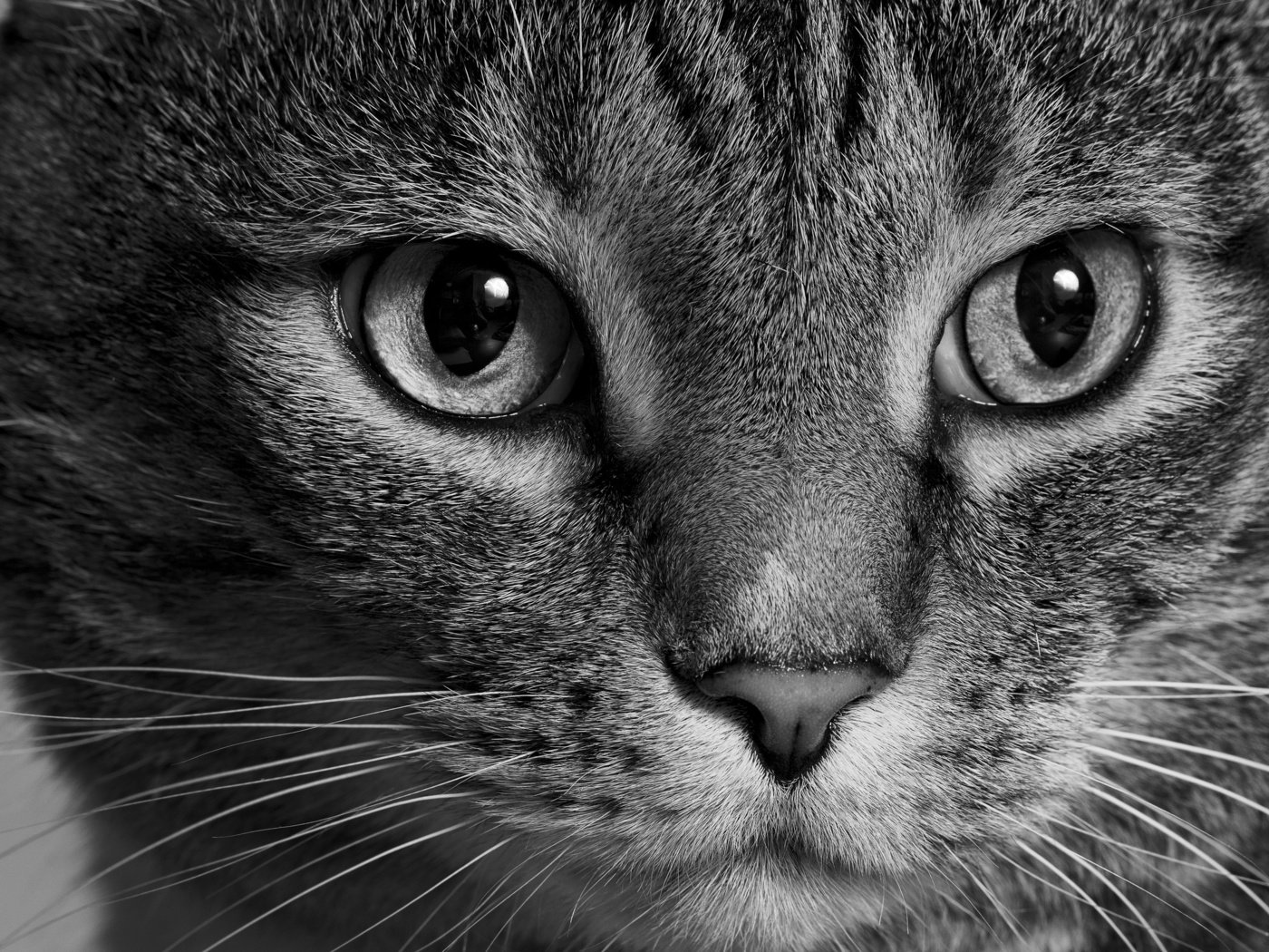 Обои морда, кот, кошка, взгляд, чёрно-белое, face, cat, look, black and white разрешение 2880x1908 Загрузить