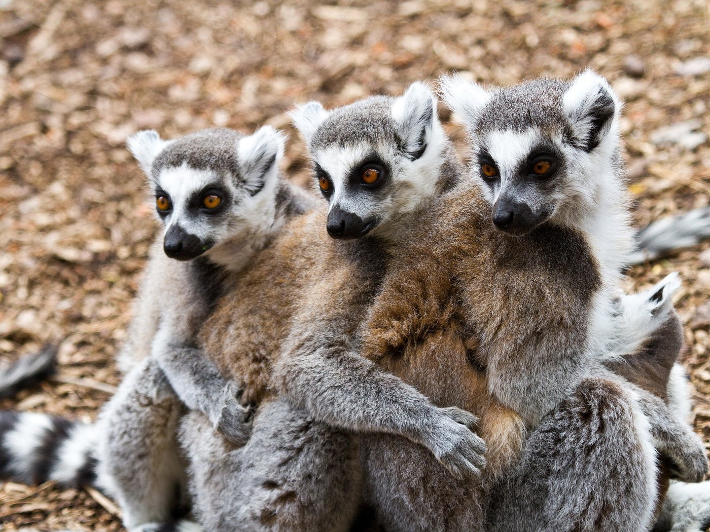 Обои животные, лемуры, animals, lemurs разрешение 2560x1700 Загрузить