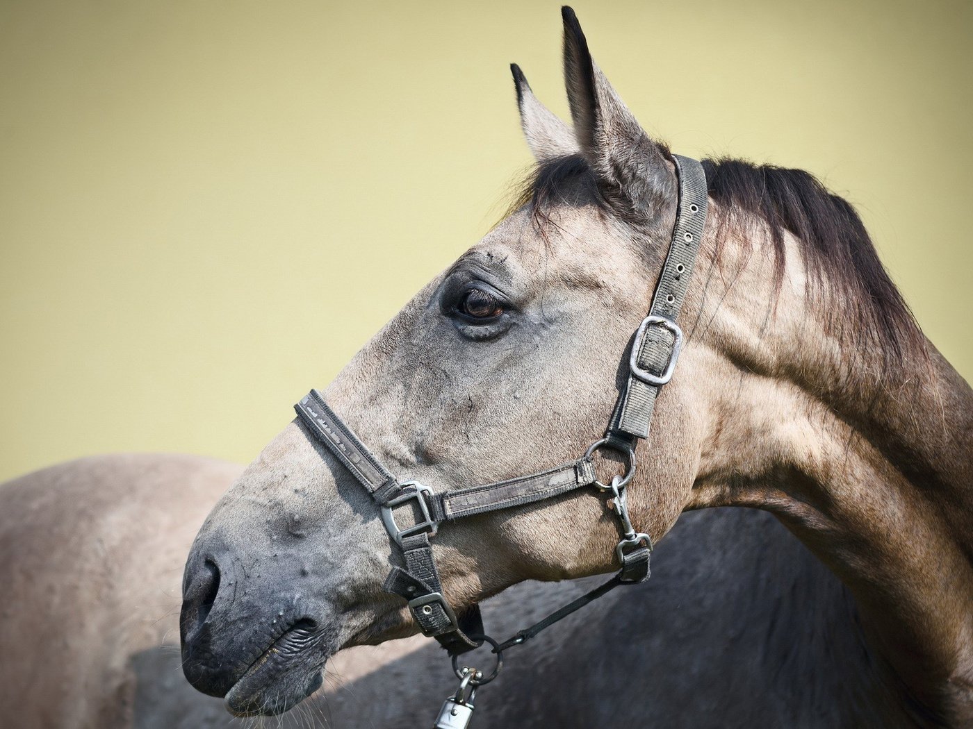 Обои лошадь, колосья, уши, конь, голова, башка, belts, horse, ears, head разрешение 1920x1200 Загрузить