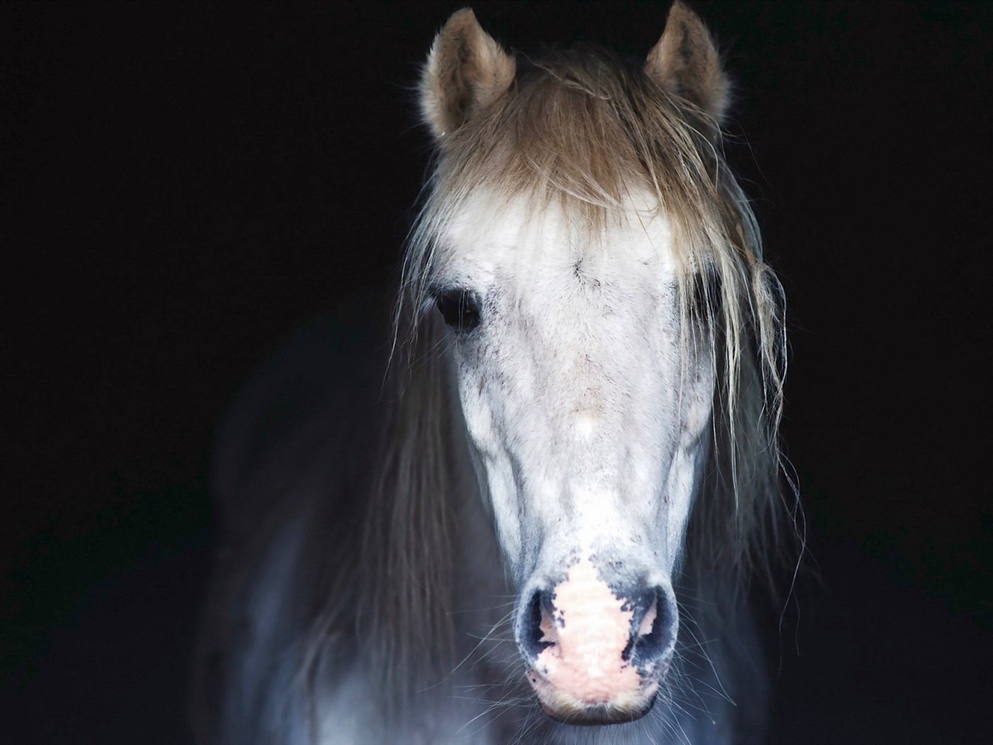 Обои морда, лошадь, фон, конь, грива, face, horse, background, mane разрешение 1920x1200 Загрузить