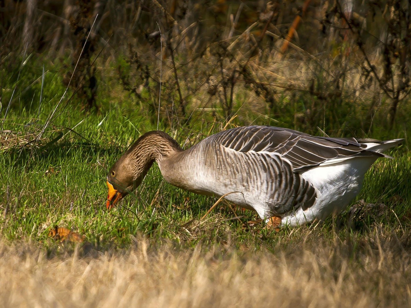 Обои трава, птица, клюв, перья, гусь, шея, grass, bird, beak, feathers, goose, neck разрешение 2048x1188 Загрузить