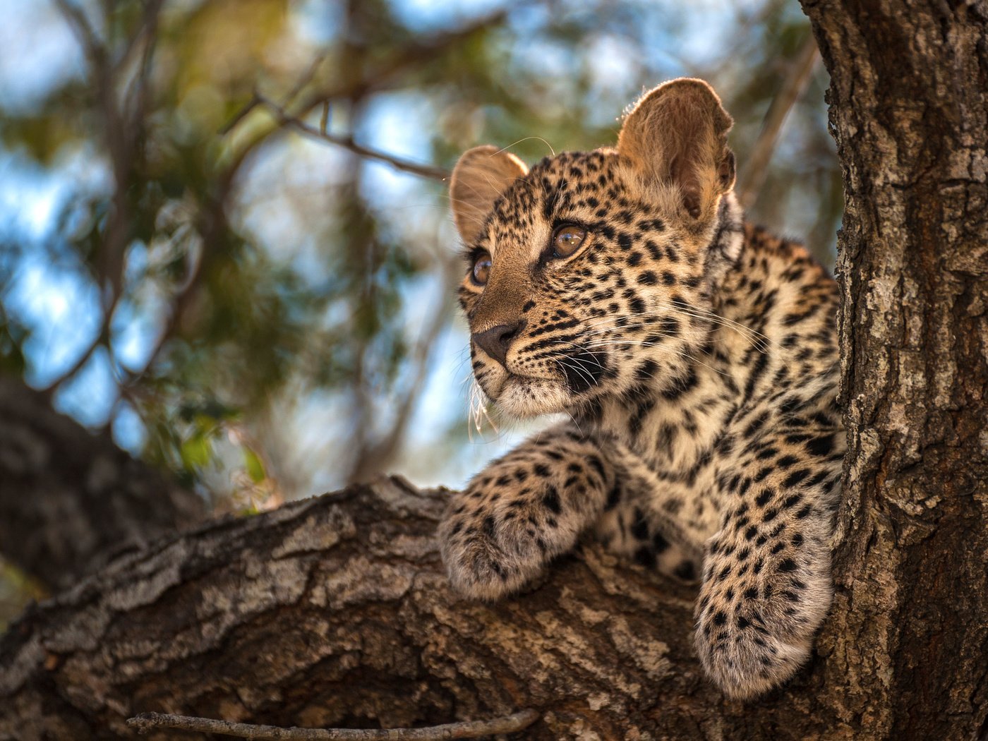 Обои деревья, фон, листва, маленький, леопард, боке, trees, background, foliage, small, leopard, bokeh разрешение 2048x1363 Загрузить