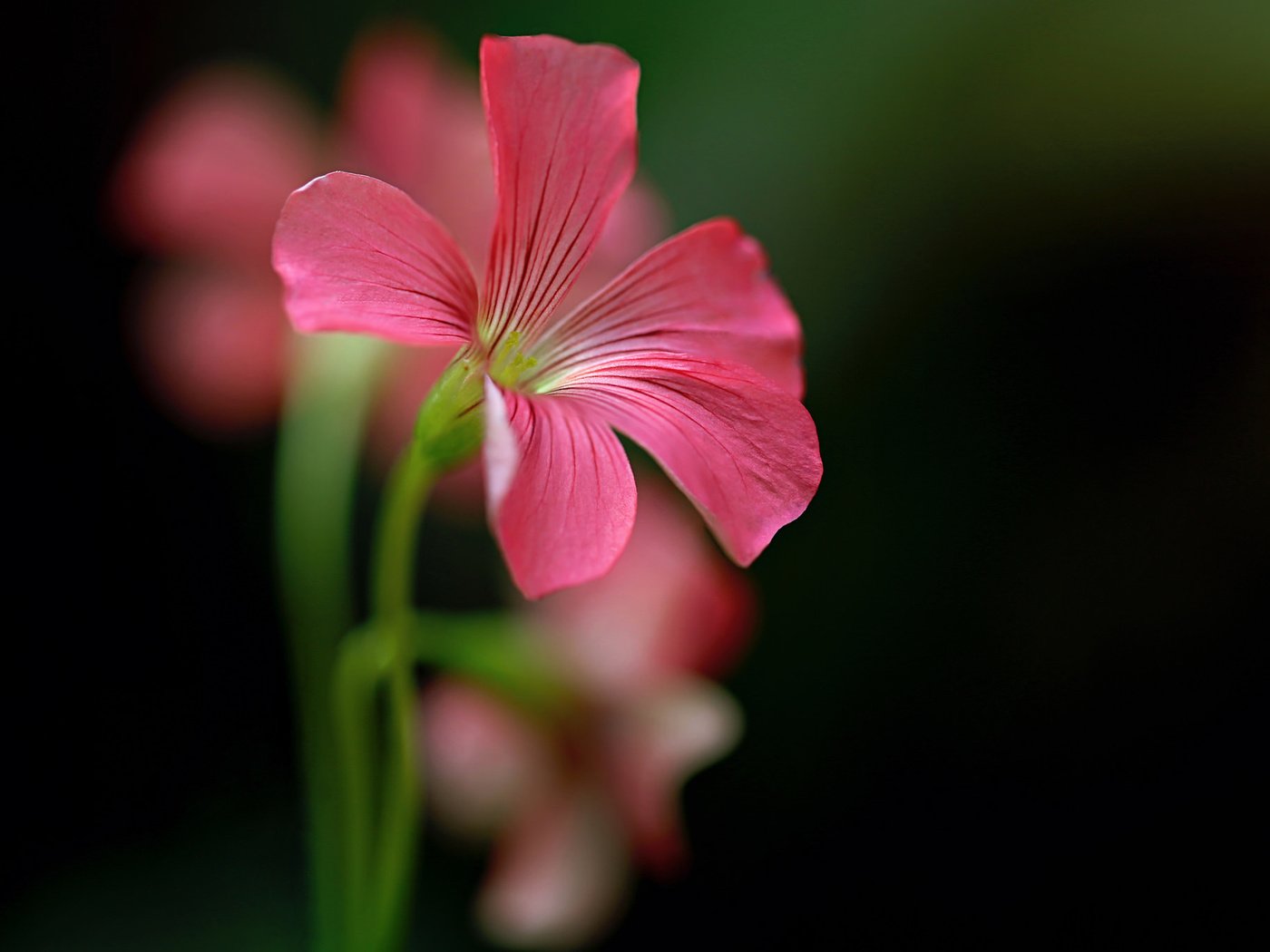 Обои фон, цветок, лепестки, растение, стебель, герань, background, flower, petals, plant, stem, geranium разрешение 2048x1365 Загрузить