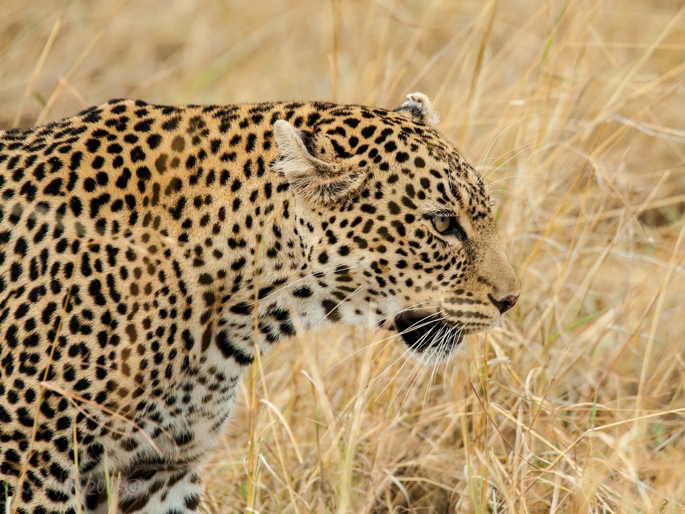 Обои морда, трава, леопард, хищник, профиль, дикая кошка, face, grass, leopard, predator, profile, wild cat разрешение 2048x1491 Загрузить