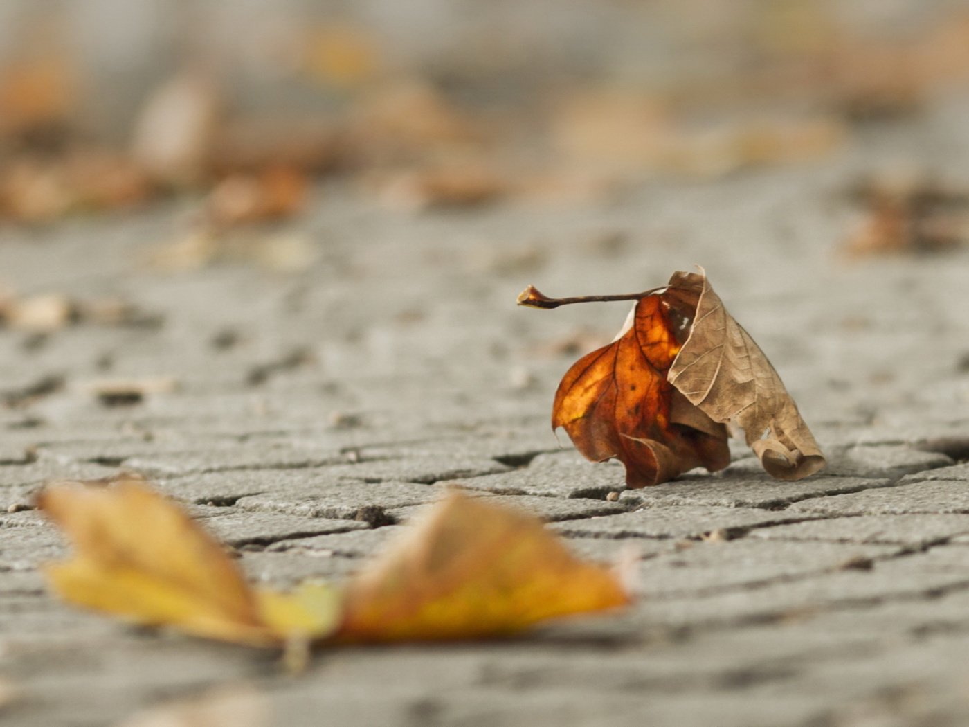 Обои макро, осень, лист, macro, autumn, sheet разрешение 1920x1200 Загрузить