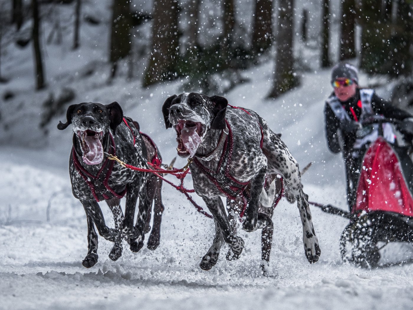 Обои фон, гонка, спорт, собаки, background, race, sport, dogs разрешение 2000x1125 Загрузить