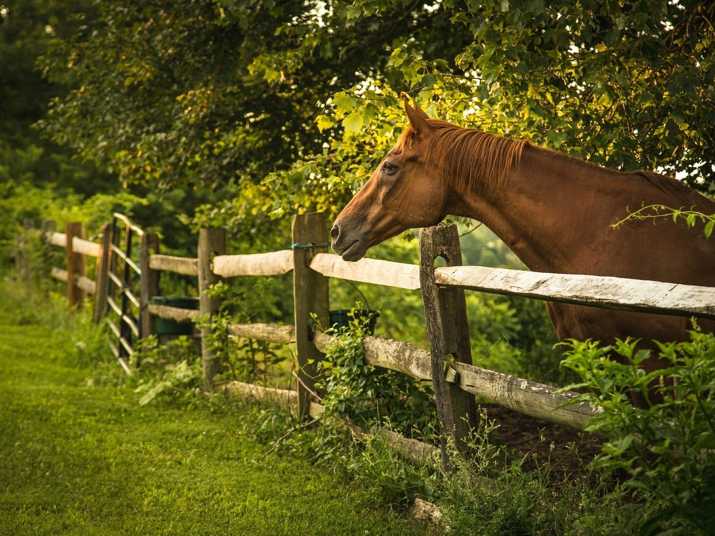 Обои лошадь, деревья, лето, забор, ограда, horse, trees, summer, the fence, fence разрешение 2048x1362 Загрузить