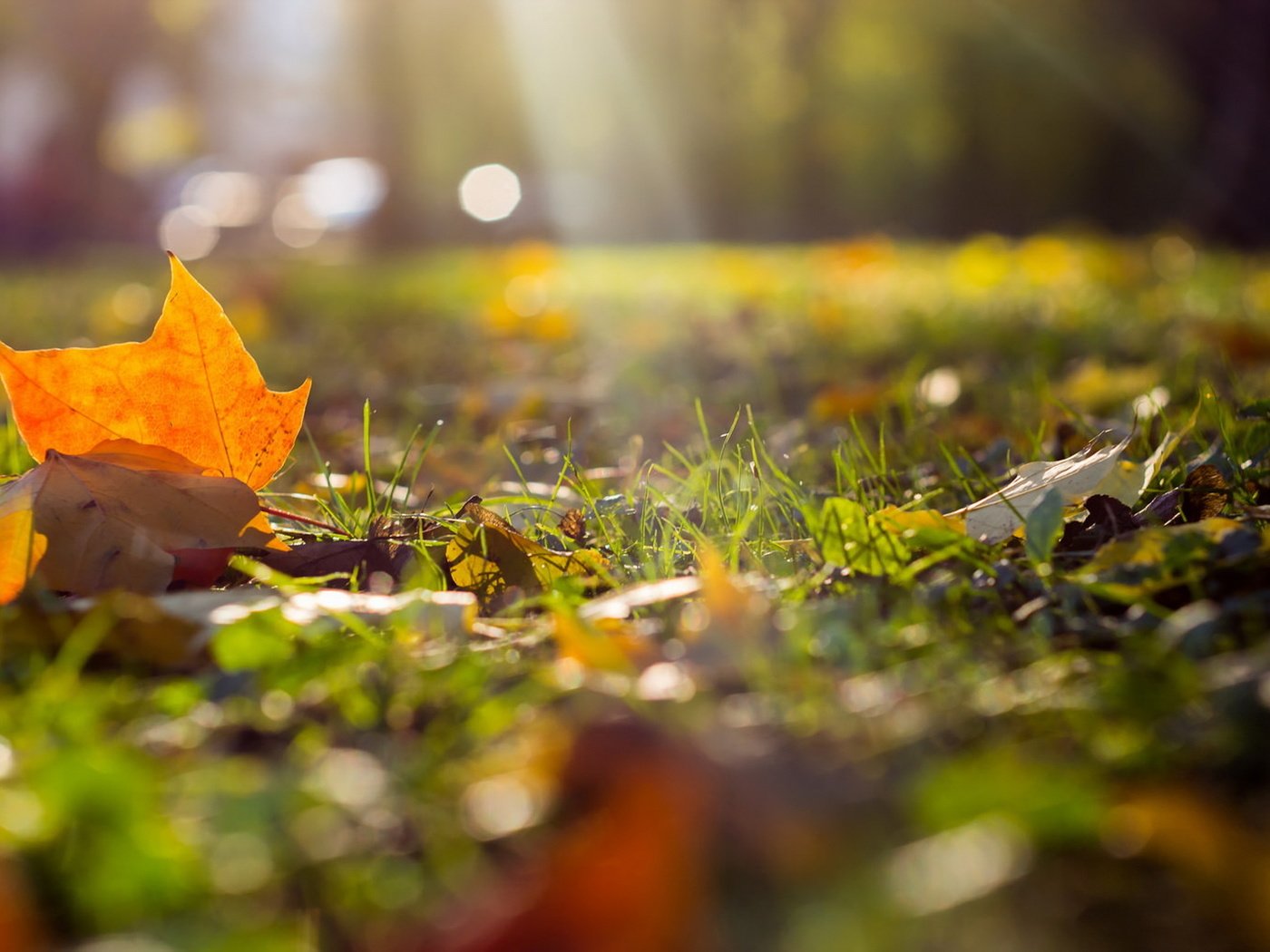 Обои природа, листья, осень, nature, leaves, autumn разрешение 1920x1230 Загрузить