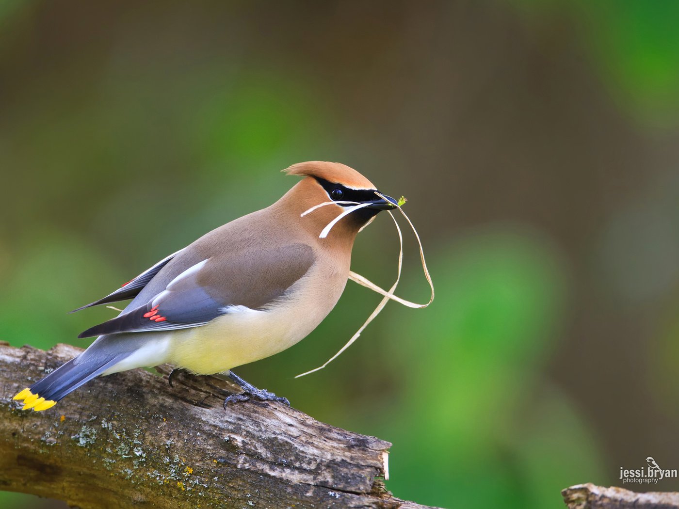 Обои природа., свиристель, bombycilla, певчая птица, nature., the waxwing, songbird разрешение 1920x1200 Загрузить