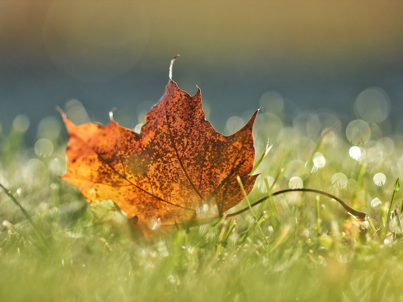 Обои природа, осень, лист, nature, autumn, sheet разрешение 2048x1365 Загрузить