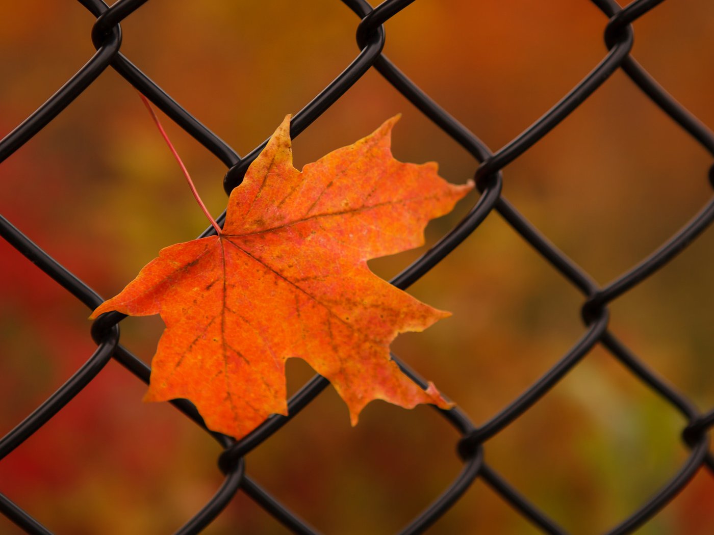 Обои природа, осень, лист, сетка, nature, autumn, sheet, mesh разрешение 2048x1365 Загрузить