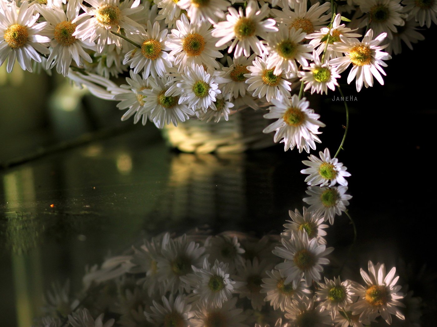 Обои цветы, отражение, ромашки, отрожение, flowers, reflection, chamomile, otrozhenie разрешение 2560x1707 Загрузить