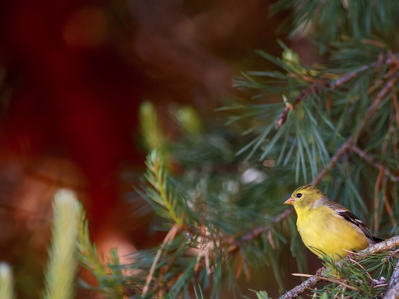 Обои ветки, птица, сосна, щегол, branches, bird, pine, goldfinch разрешение 2048x1396 Загрузить