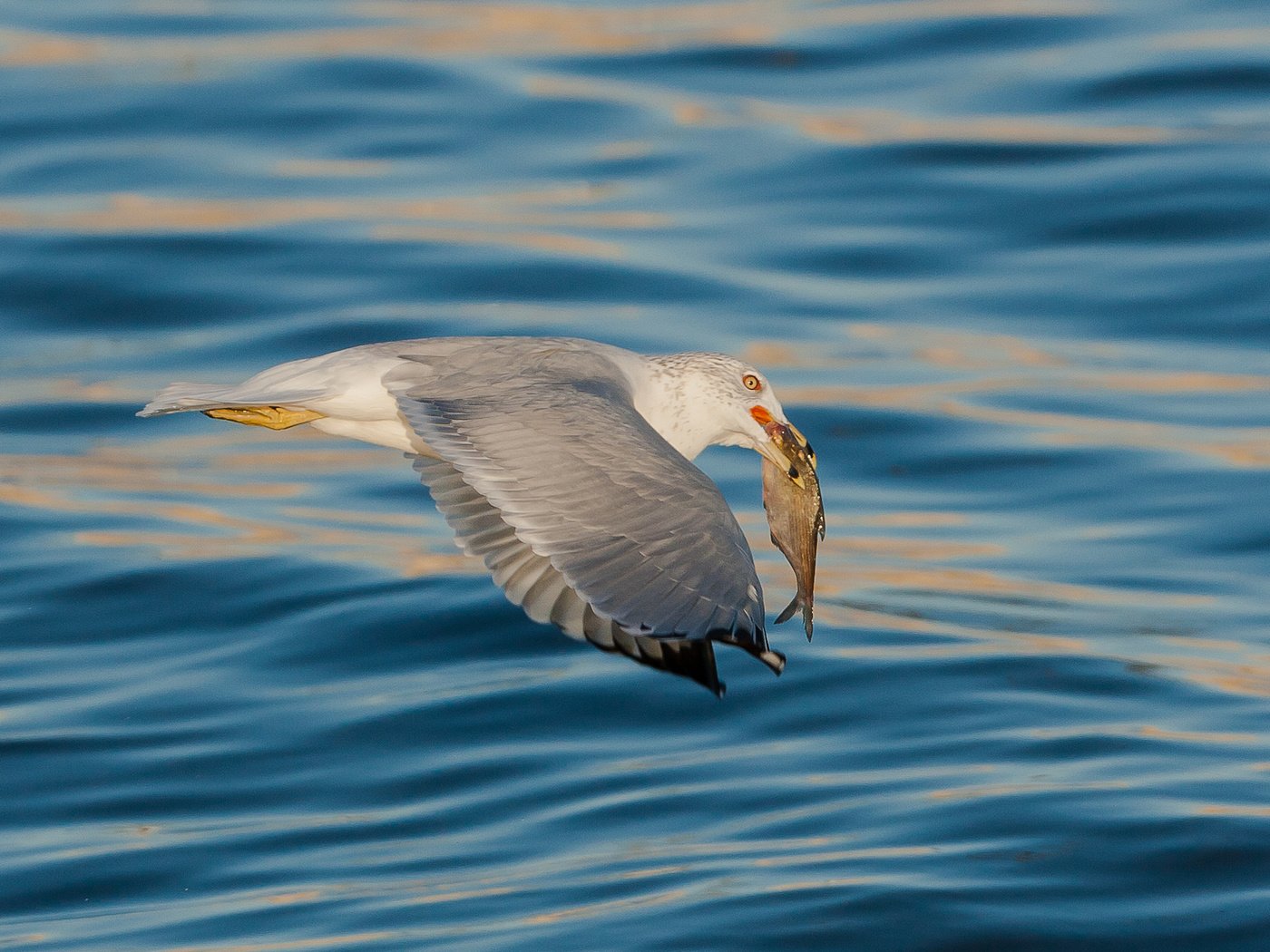 Обои море, чайка, птица, рыба, sea, seagull, bird, fish разрешение 2048x1365 Загрузить