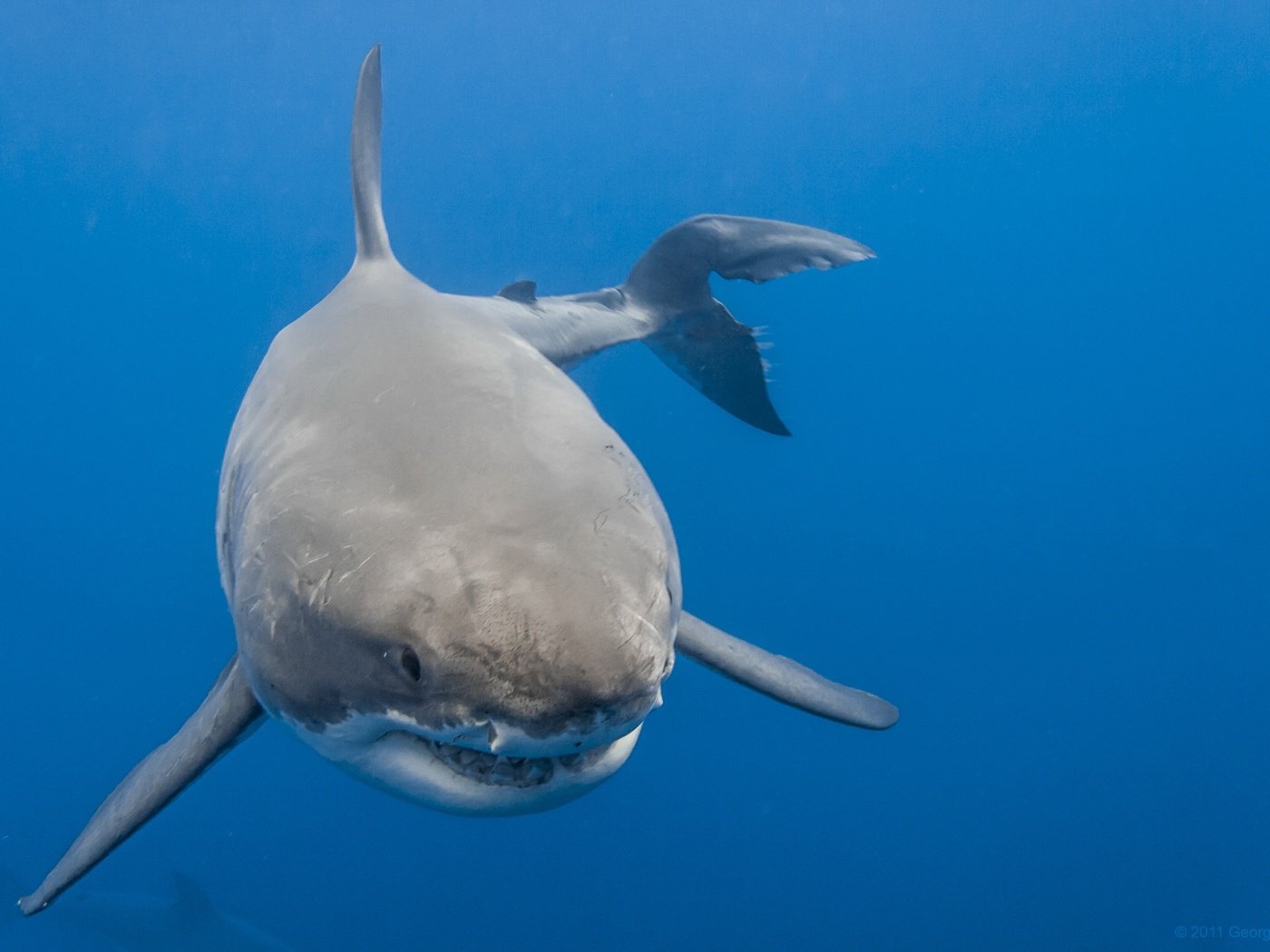 Обои море, акула, белая акула, sea, shark, white shark разрешение 2560x1707 Загрузить