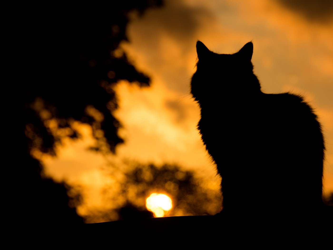 Обои кот, кошка, тень, силуэт, cat, shadow, silhouette разрешение 2048x1365 Загрузить