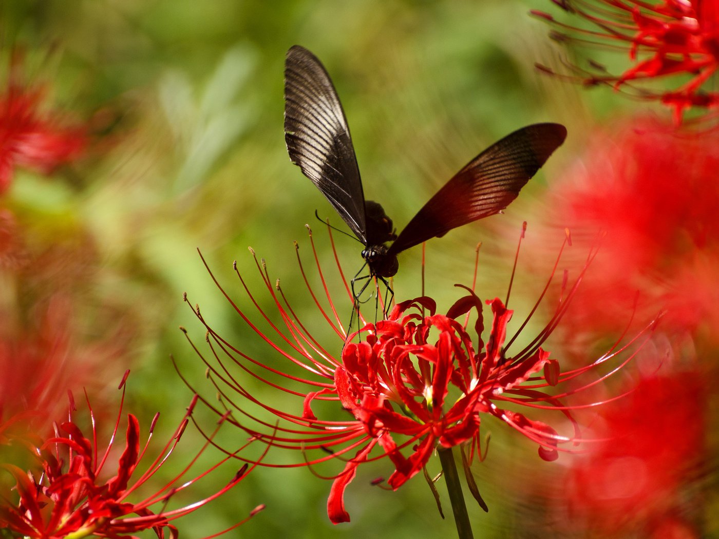 Обои насекомое, цветок, лепестки, бабочка, крылья, растение, insect, flower, petals, butterfly, wings, plant разрешение 2048x1356 Загрузить