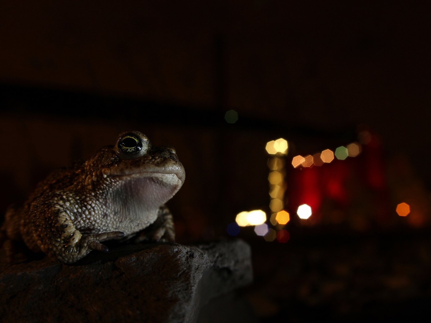 Обои ночь, фон, лягушка, night, background, frog разрешение 2560x1707 Загрузить