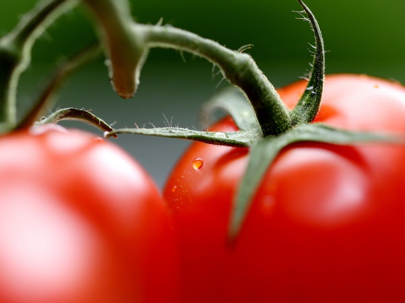 Обои овощи, помидоры, свежие, vegetables, tomatoes, fresh разрешение 2047x1264 Загрузить