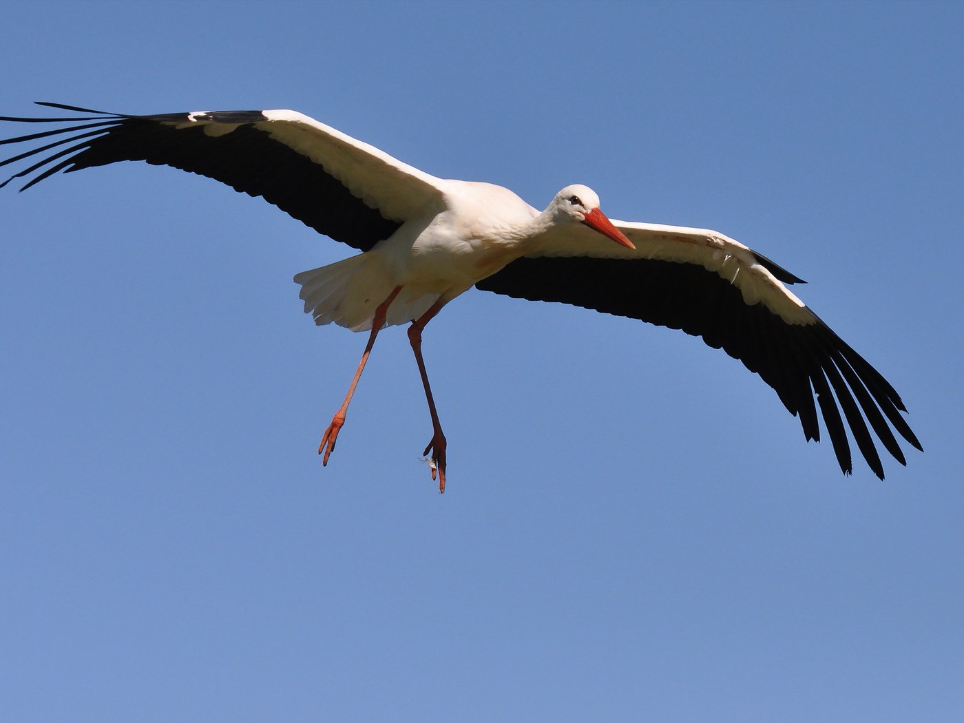 Обои небо, полет, крылья, птица, клюв, перья, аист, белый аист, the sky, flight, wings, bird, beak, feathers, stork разрешение 2560x1707 Загрузить