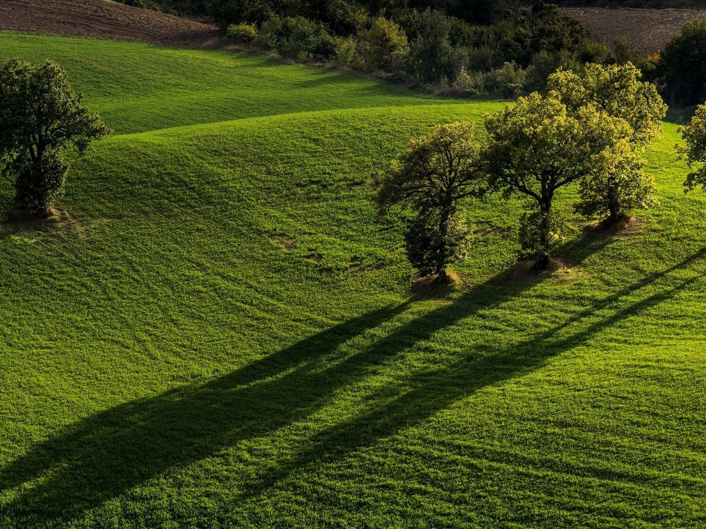 Обои деревья, поля, италия, monti sibillini national park, пьевебовильяна, национальный парк монти-сибиллини, марке, trees, field, italy, pievebovigliana, national park monti sibillini, marche разрешение 1920x1080 Загрузить