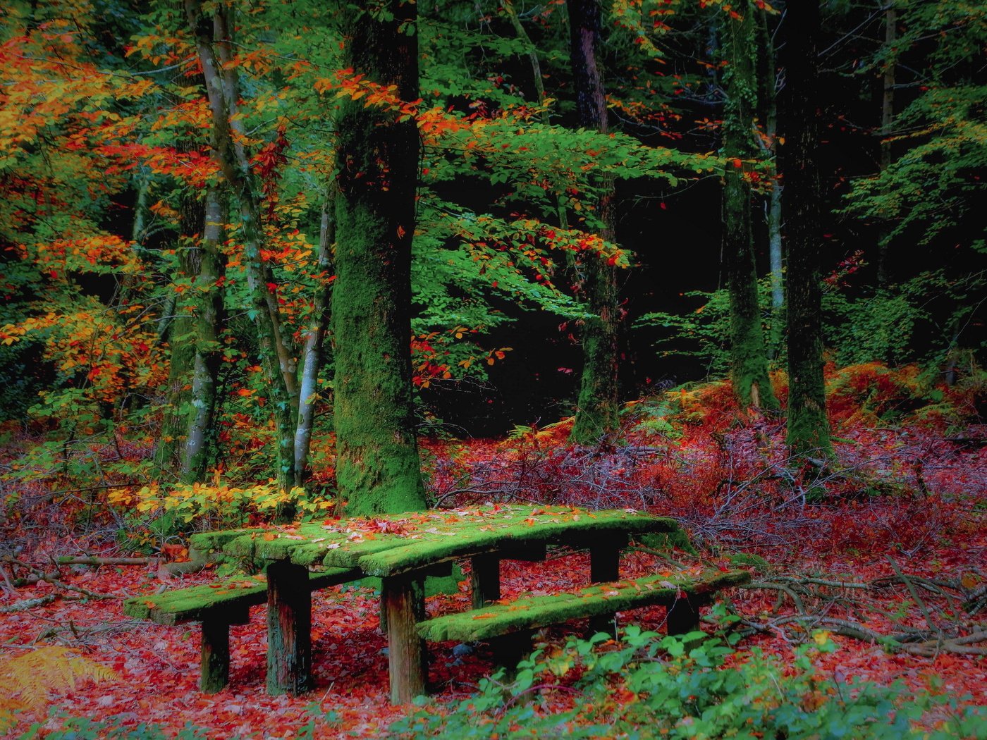 Обои лес, осень, скамья, forest, autumn, bench разрешение 2560x1707 Загрузить